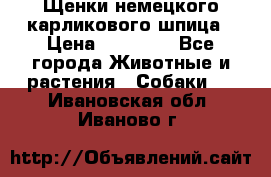Щенки немецкого карликового шпица › Цена ­ 20 000 - Все города Животные и растения » Собаки   . Ивановская обл.,Иваново г.